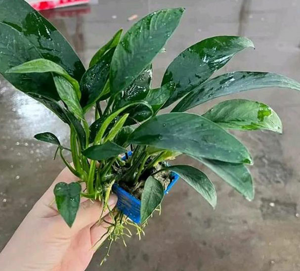 ANGUSTIFOLIA ANGUSTIFOLIA