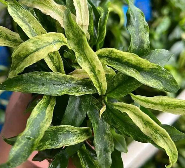 ANUBIAS-GLABRA-VARIEGATUS ANUBIAS-GLABRA-VARIEGATUS