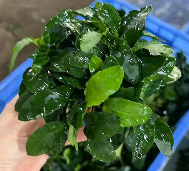 BARTERI-VAR-NANA-WRINKLED-LEAF BARTERI-VAR-NANA-WRINKLED-LEAF