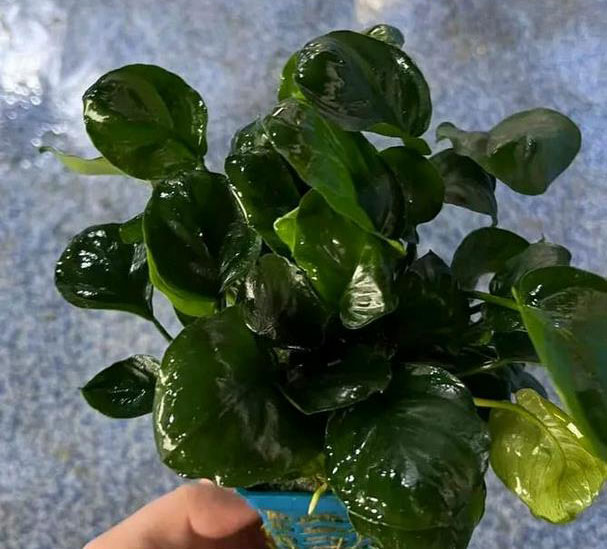 COINLEAF COINLEAF