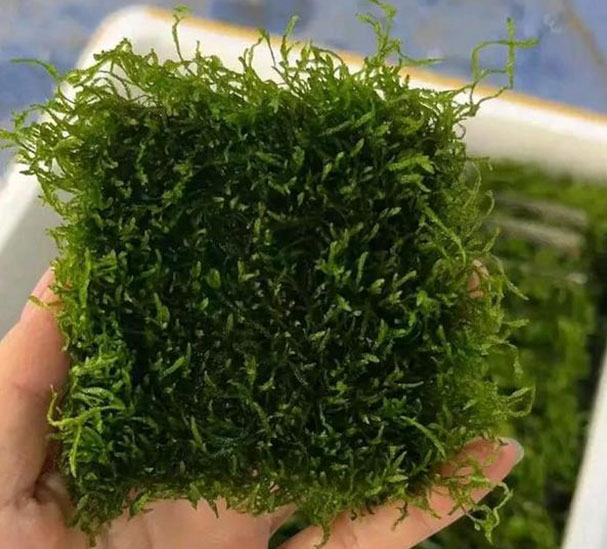 FLAME-MOSS FLAME-MOSS