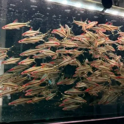 Freshwater Ornamental Fishes (1) Freshwater Ornamental Fishes (1)
