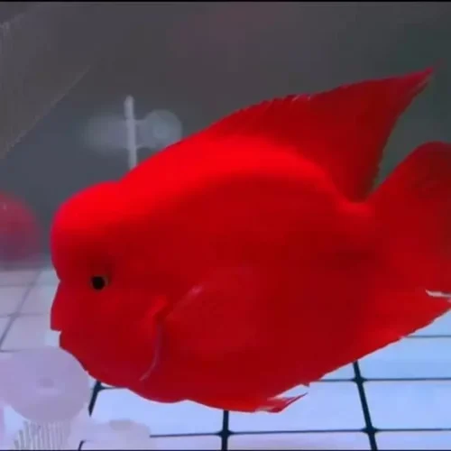 Freshwater Ornamental Fishes (10)