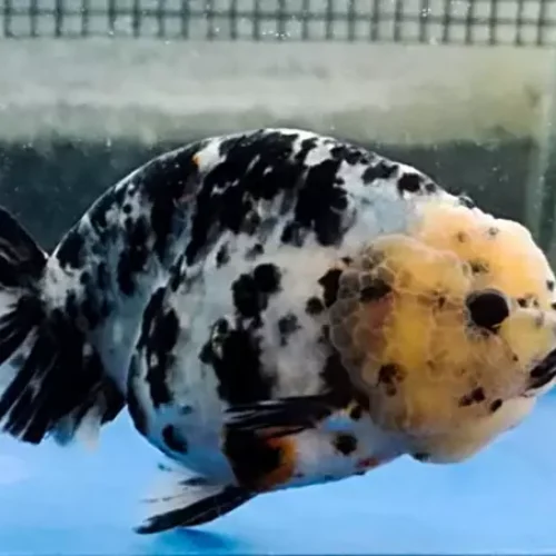 Freshwater Ornamental Fishes (11)