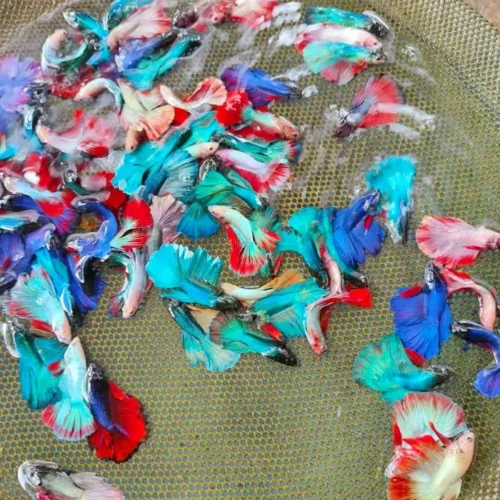 Freshwater Ornamental Fishes (14) Freshwater Ornamental Fishes (14)