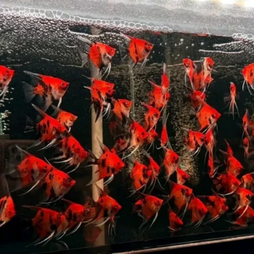 Freshwater Ornamental Fishes (15)