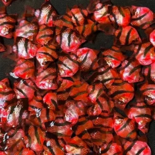 Freshwater Ornamental Fishes (18) Freshwater Ornamental Fishes (18)