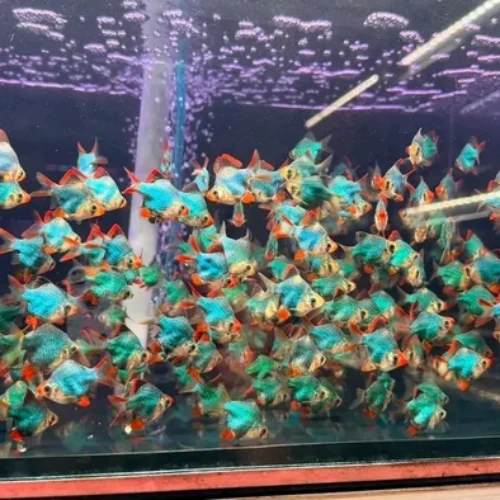 Freshwater Ornamental Fishes (19)