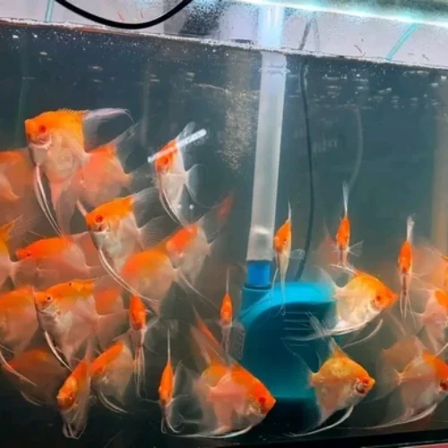 Freshwater Ornamental Fishes (2) Freshwater Ornamental Fishes (2)