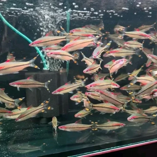 Freshwater Ornamental Fishes (20)