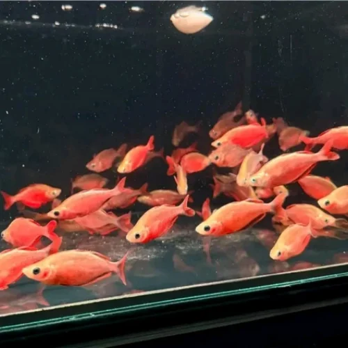 Freshwater Ornamental Fishes (21) Freshwater Ornamental Fishes (21)