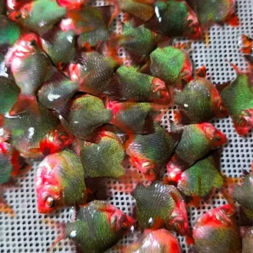 Freshwater Ornamental Fishes (23) Freshwater Ornamental Fishes (23)