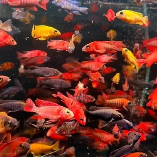 Freshwater Ornamental Fishes (24) Freshwater Ornamental Fishes (24)