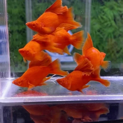 Freshwater Ornamental Fishes (25)