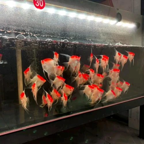 Freshwater Ornamental Fishes (28) Freshwater Ornamental Fishes (28)