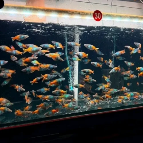 Freshwater Ornamental Fishes (3) Freshwater Ornamental Fishes (3)