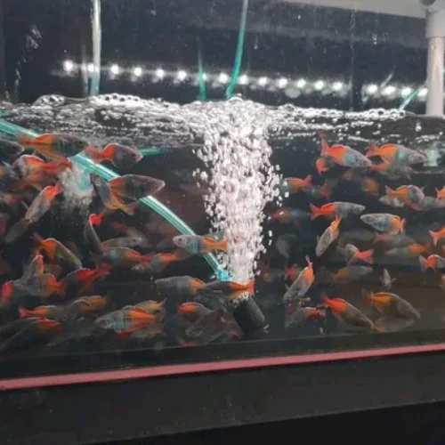 Freshwater Ornamental Fishes (30) Freshwater Ornamental Fishes (30)