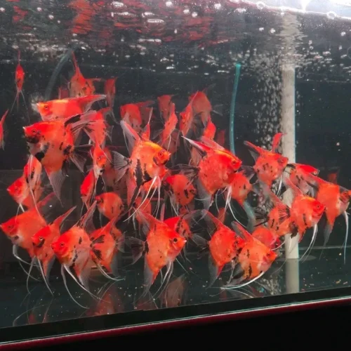 Freshwater Ornamental Fishes (32) Freshwater Ornamental Fishes (32)