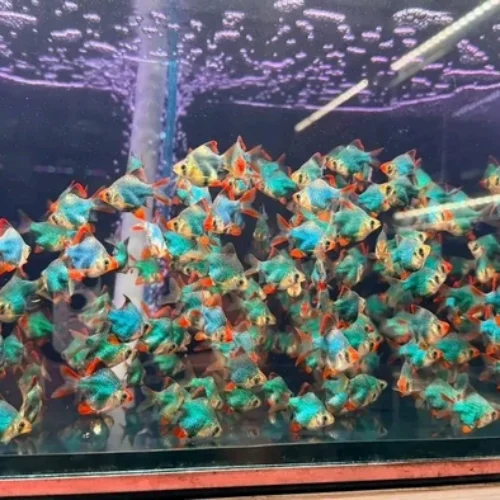 Freshwater Ornamental Fishes (33) Freshwater Ornamental Fishes (33)