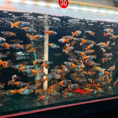 Freshwater Ornamental Fishes (34) Freshwater Ornamental Fishes (34)