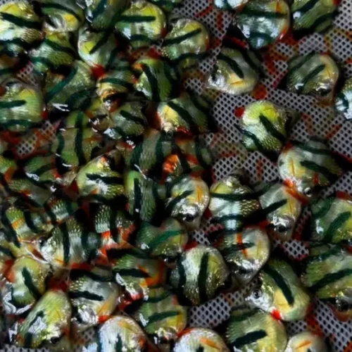 Freshwater Ornamental Fishes (35) Freshwater Ornamental Fishes (35)