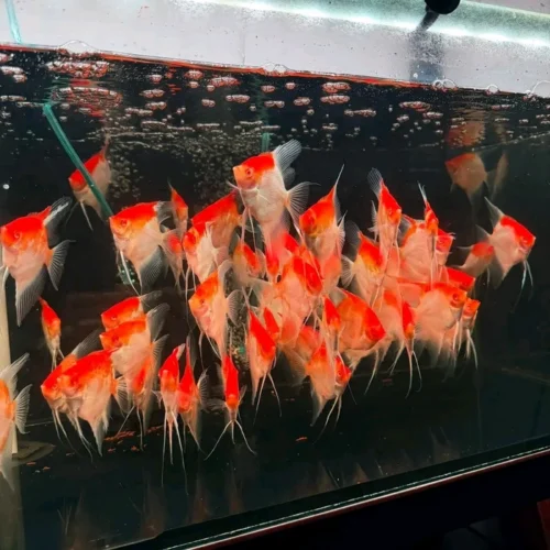 Freshwater Ornamental Fishes (36) Freshwater Ornamental Fishes (36)