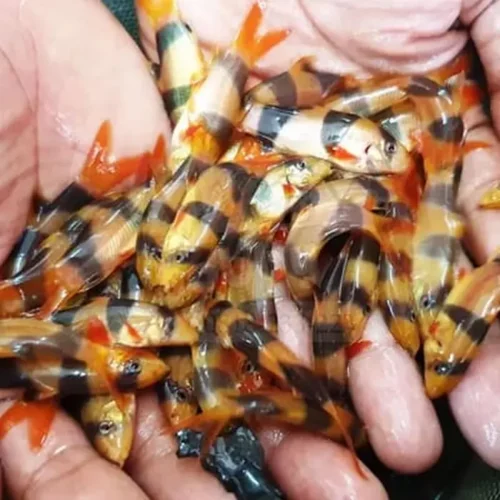 Freshwater Ornamental Fishes (4) Freshwater Ornamental Fishes (4)