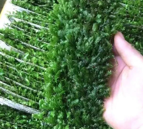 GIANT-FISSIDENS GIANT-FISSIDENS