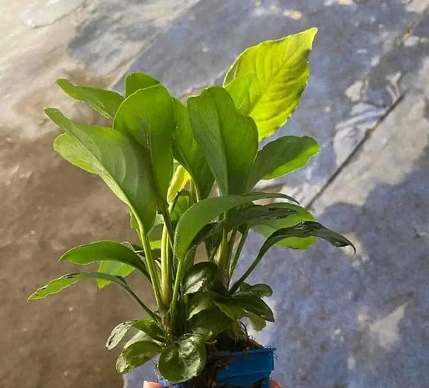 HETEROPHYLLA HETEROPHYLLA