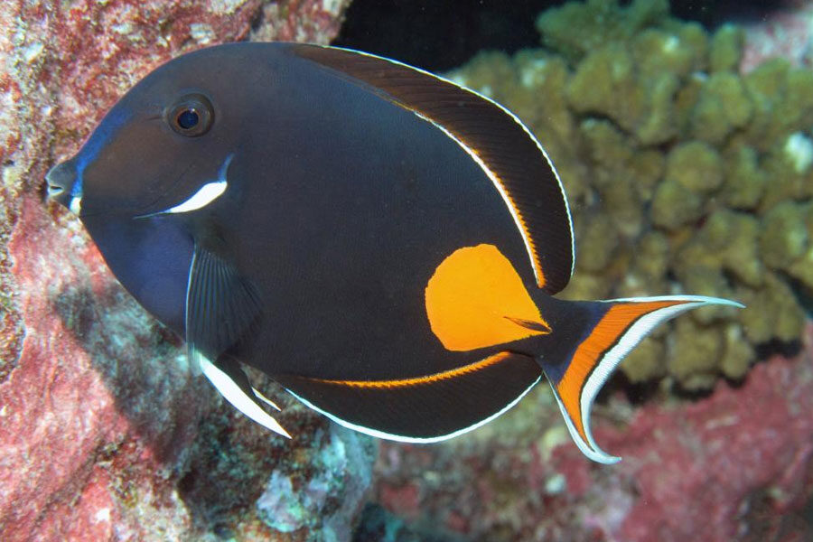 How-To-Choose-A-Reliable-Ornamental-Fish-Exporter-For-Your-Aquarium-Business