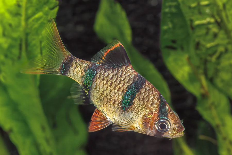 Live-Tropical-Fish-Exporter-Indonesia-A-Complete-Guide-To-Importing-Premium-Ornamental-Fish