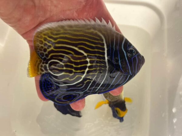 Marine Fish (1) Marine Fish (1)