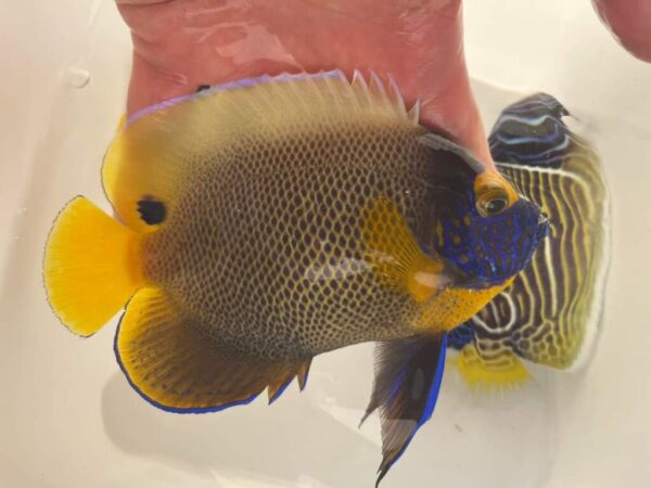 Marine Fish (2) Marine Fish (2)