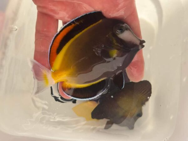 Marine Fish (3) Marine Fish (3)