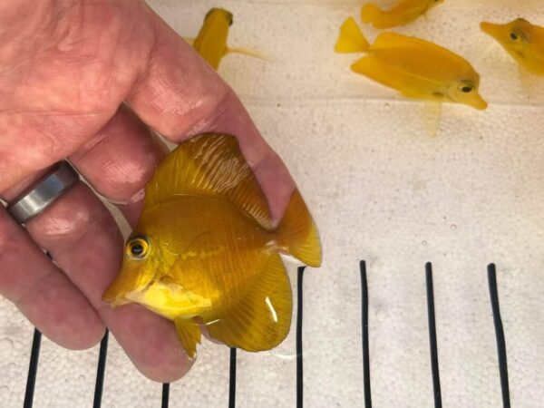 Marine Fish (4) Marine Fish (4)