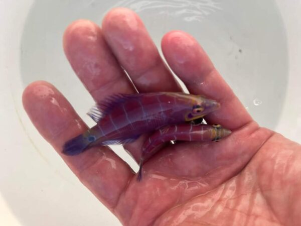 Marine Fish (5) Marine Fish (5)