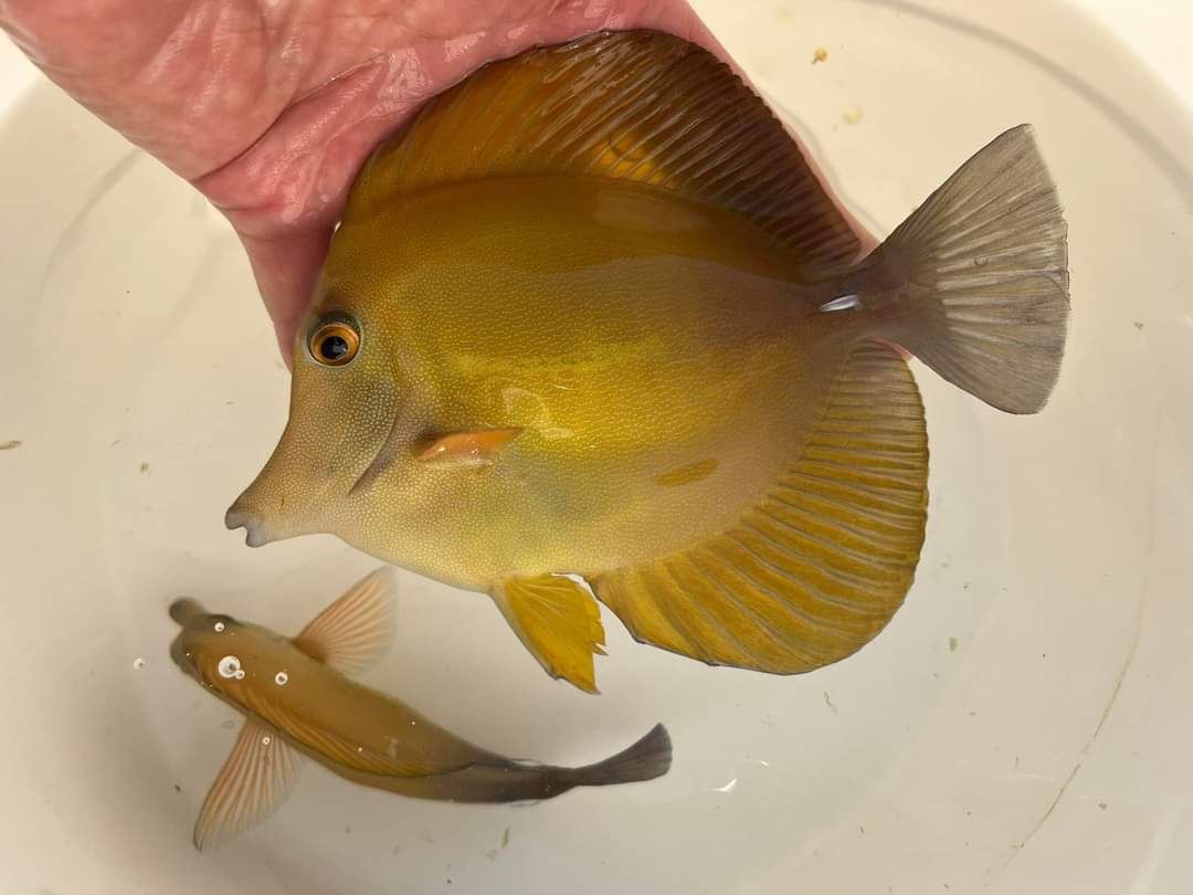 Marine Fish (6)