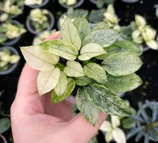PINTO-NANA PINTO-NANA