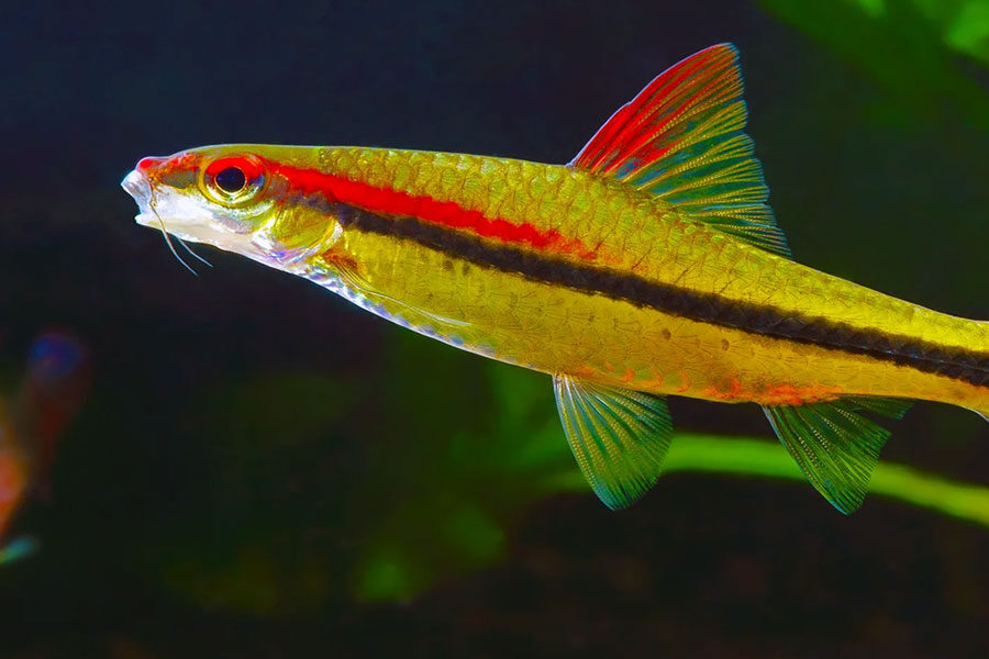 Why-Indonesia-Is-A-Leading-Tropical-Fish-Exporter-For-Global-Aquarium-Markets